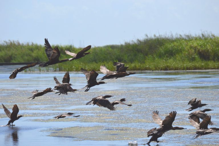 Sea Rim State Park birds in flight